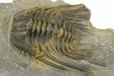 Multi-Toned Leonaspsis Trilobite With Spiny Cyphaspis #323479-7